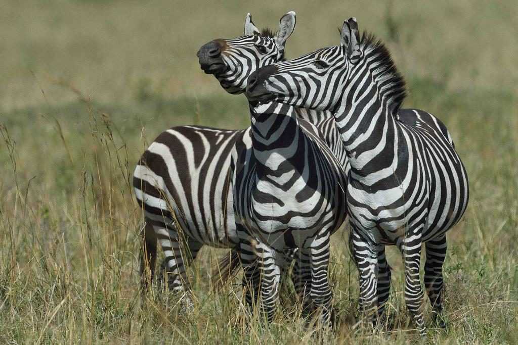 Сколько живут зебры, какого они цвета, чем питаются, где они живут в природе, интересные факты