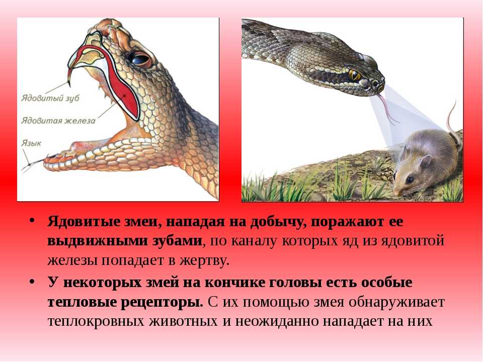 Змеи биология 7 класс. Систематика пресмыкающихся змеи. Ядовитые змеи классификация.