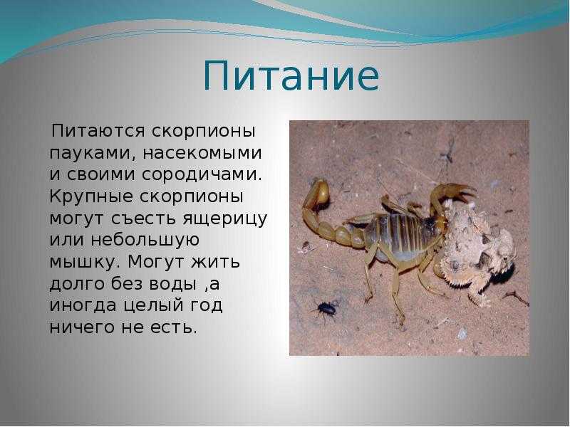 Домашний скорпион