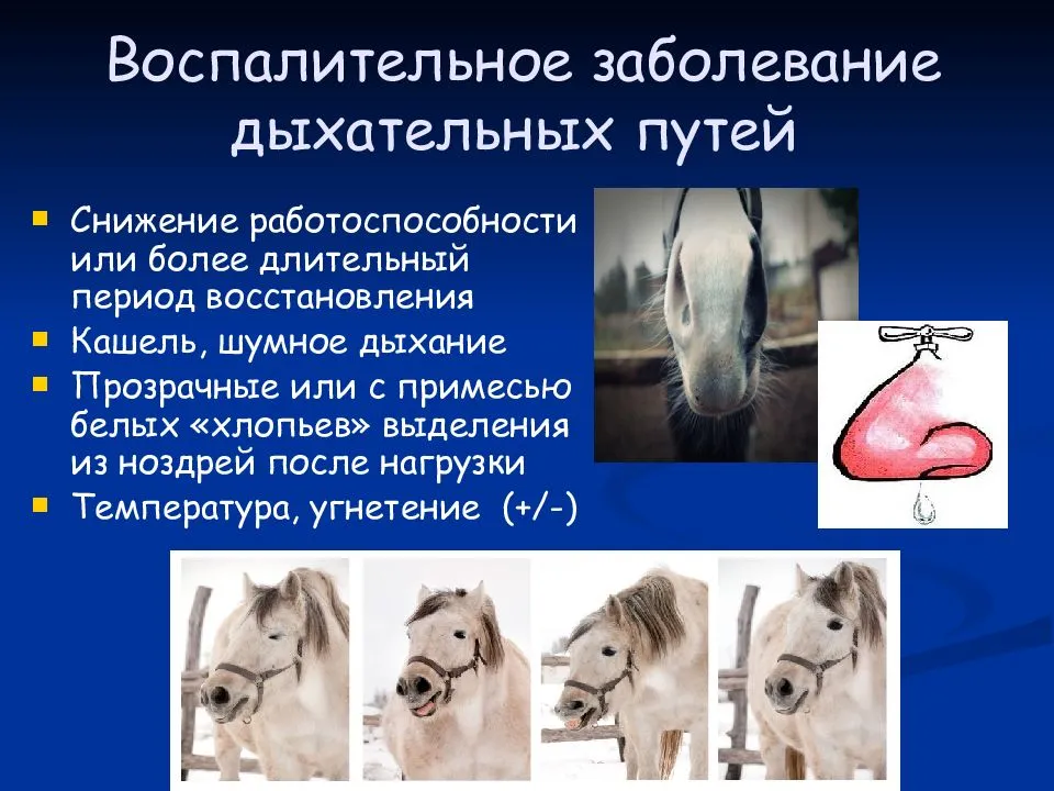 Здоровье лошади, признаки заболевания лошади, температура тела здоровой лошади дыхание пульс выделения из носа, аптечка скорой помощи для лошади, болезни здоровье лошадей