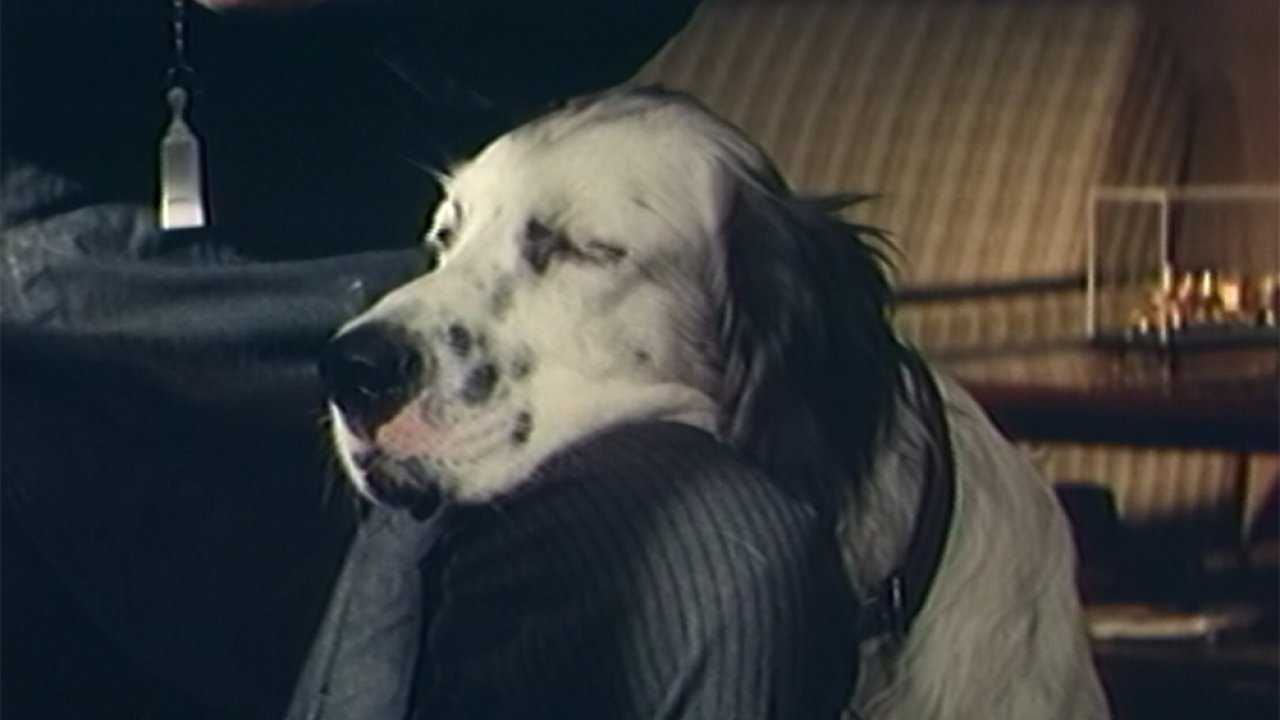Порода собаки из фильма электроник: как звали, что за порода, фото и описание – про собак от а до я на glamour-dog.ru
