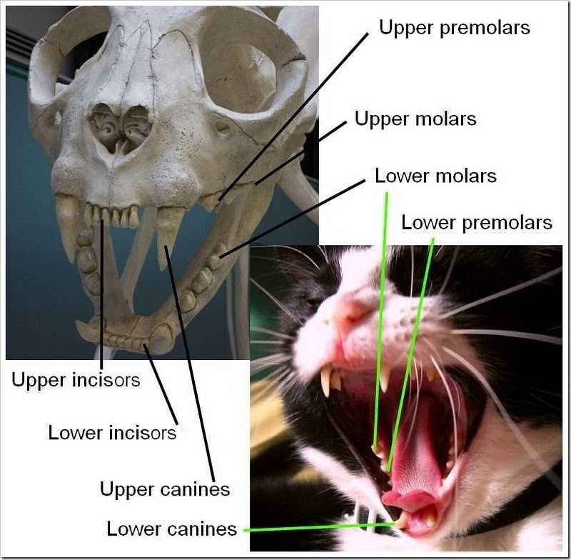 Почему у кошки выпадают зубы?