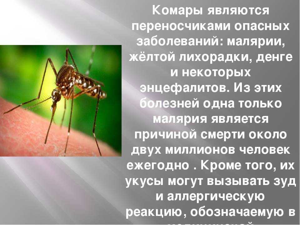Комар обыкновенный – такой уж он обыкновенный, как о нем говорят?