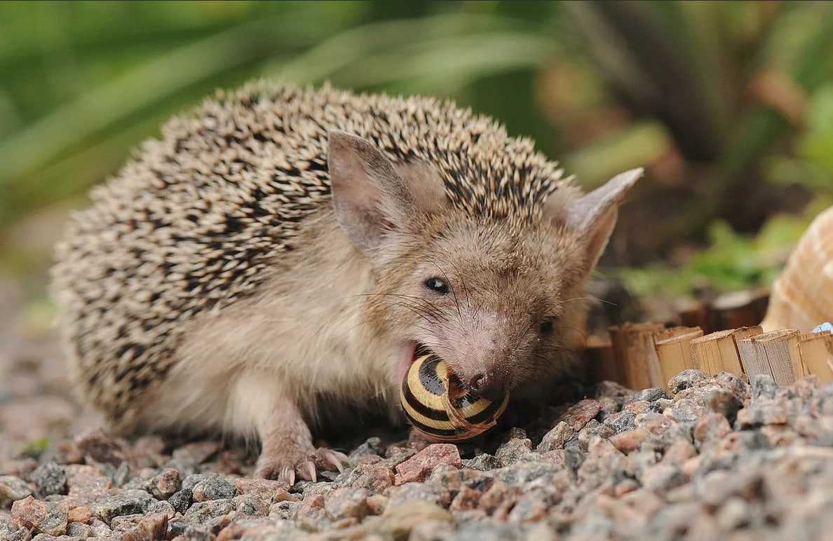 Европейский ёжик - european hedgehog - abcdef.wiki