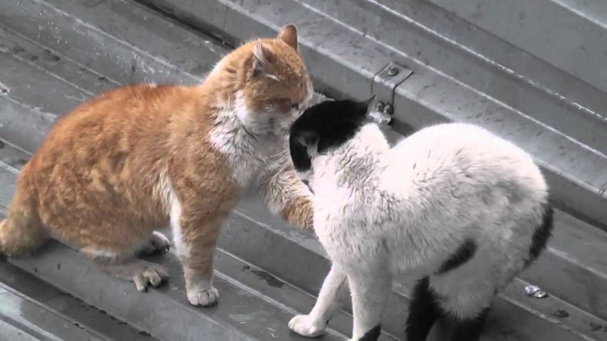Две кошки в одном доме: как избежать конфликта? - как подружить двух кошек - всё о кошках и котах