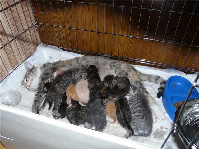 Можно отдавать кота. Прикорм для котят. Гнездо для новорожденных котят. Котики на продажу. Котята на 3 неделе жизни.