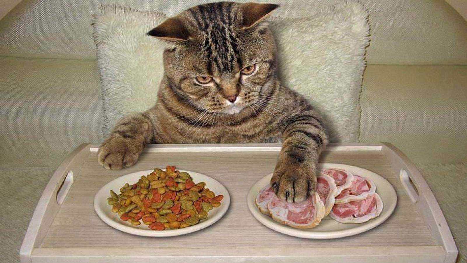 Почему старые кошки много едят. почему кошка много ест и не наедается