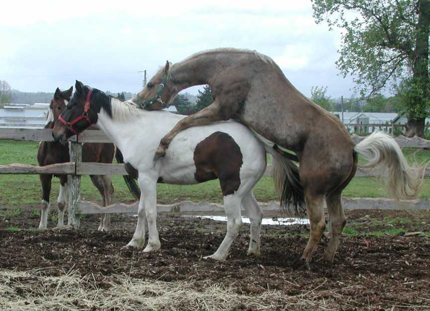 Спаривание лошадей: подготовка, отбор, методы спаривания и искусственное осеменение