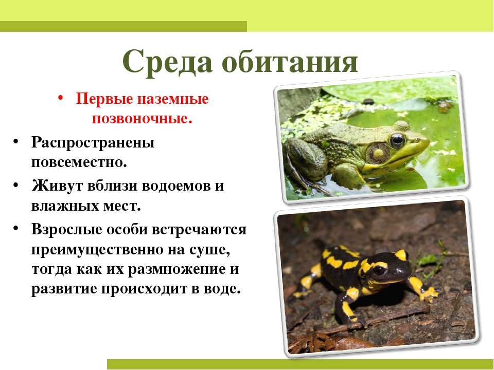 Лягушки: описание, виды, среда обитания, что ест, враги и образ жизни | планета животных