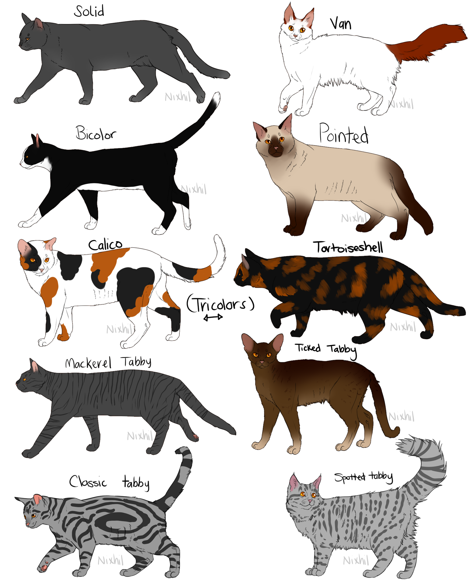 Табби - окрас кошек: виды, описание пород, сложности разведения котов с таким рисунком