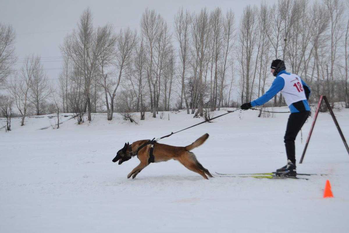 ᐉ как начать дрессировку собачьей упряжки - ➡ motildazoo.ru