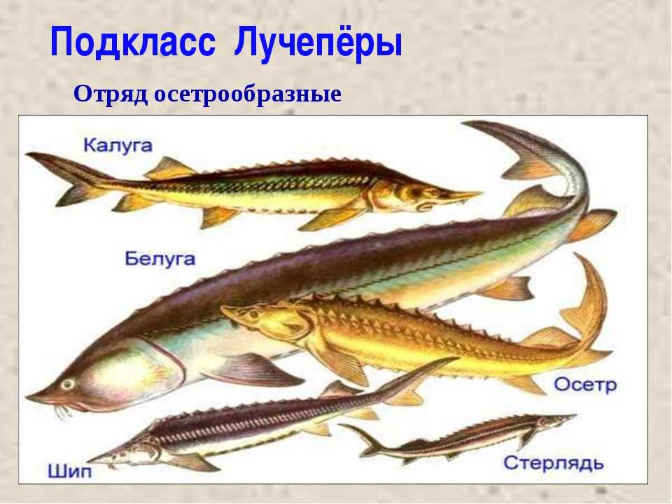 Назовите черты строения древней группы рыб. Класс костные рыбы отряд Осетрообразные. Хрящевые Ганоидные рыбы. Подкласс лучеперые рыбы отряды. Лучеперые костистые рыбы.