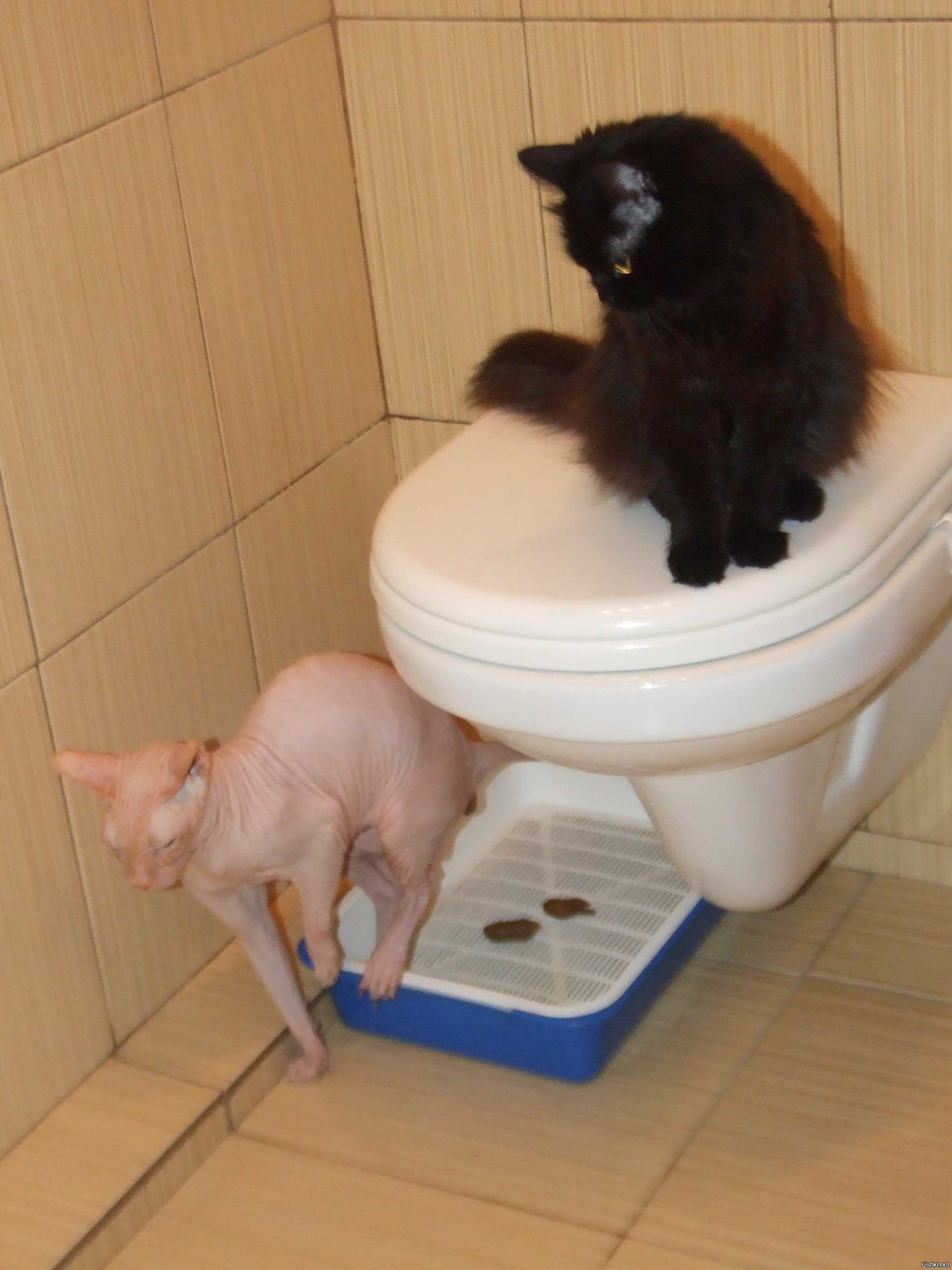 5 причин почему кошка часто ходит в туалет по-маленькому
