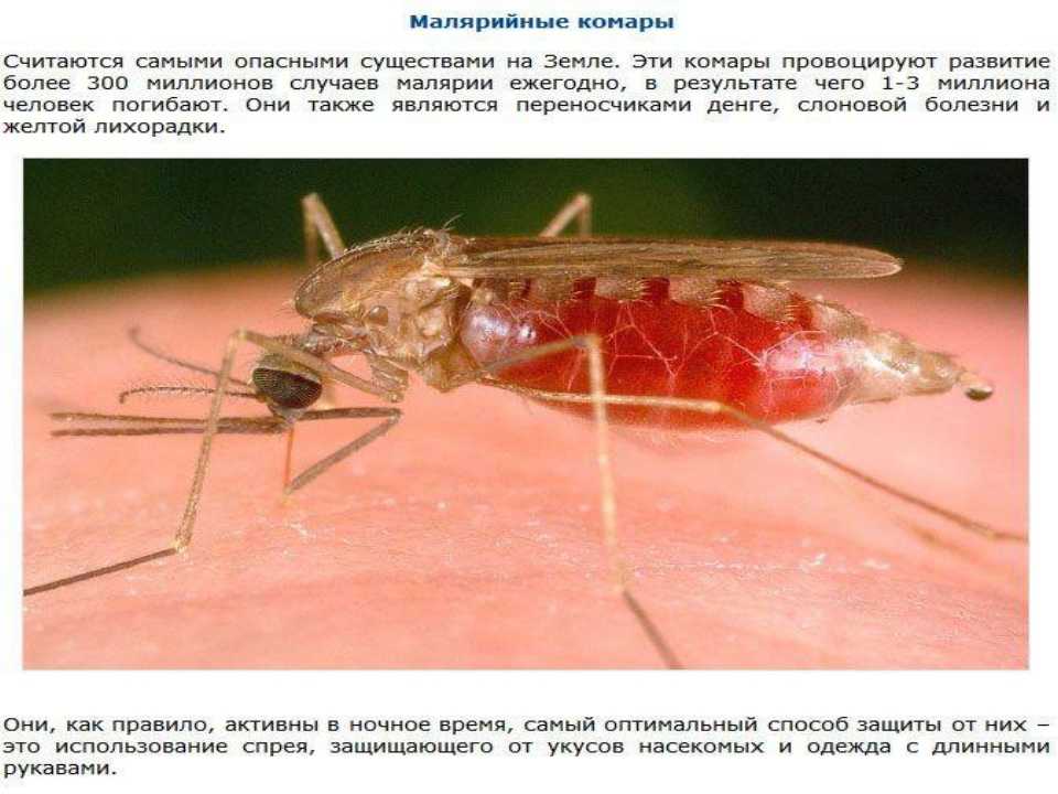 Малярия укусы комаров. Малярийный комар укус смертельный?. Малярийный комар самец. Малярийный комар Anopheles. Комар переносчик малярии малярийный комар.