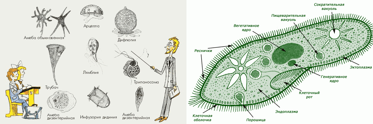Тип инфузории (ciliophora)