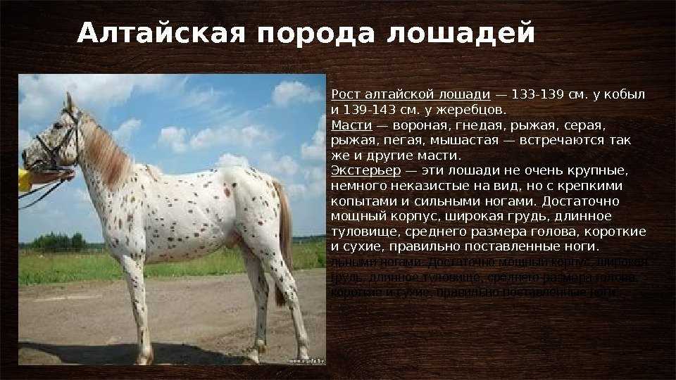 Ахалтекинская лошадь: характеристика породы, стоимость, фото