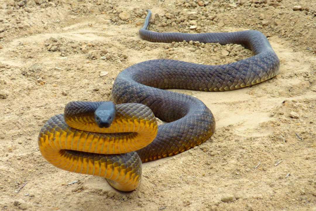 Самые ядовитые змеи