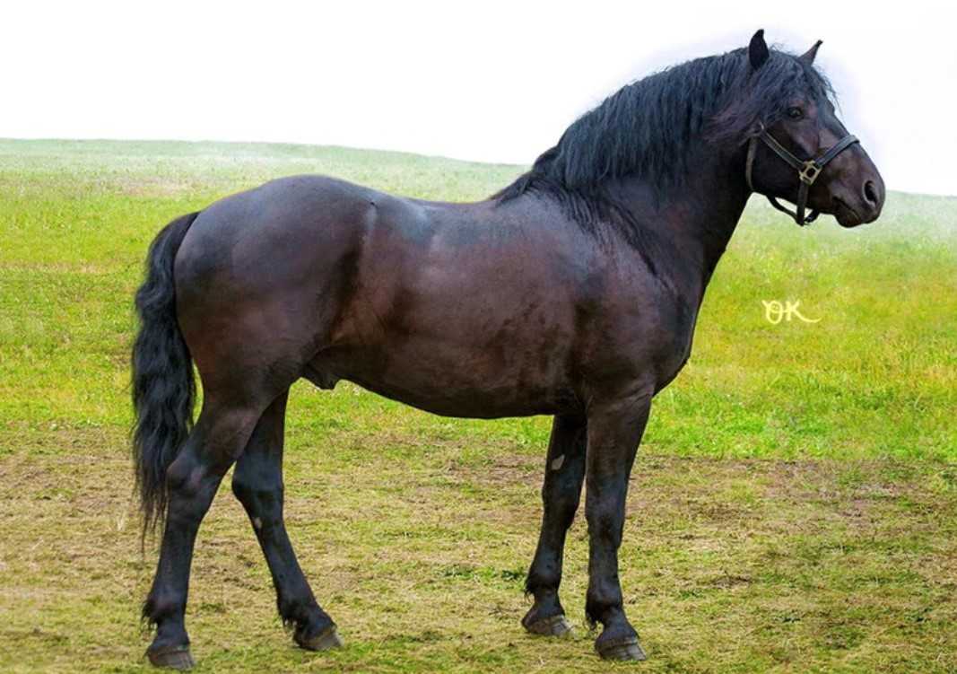 Пегий цвет в окрасе лошадей: виды коней по типу пятнистости, история возникновения мастей