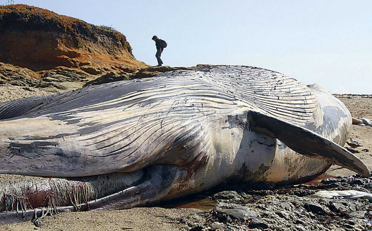 Достигают 150 метров. Самый большой синий кит в мире. Синий кит 30 метров. Синий кит ≈ 150 тонн. Голубой кит 33 метра.