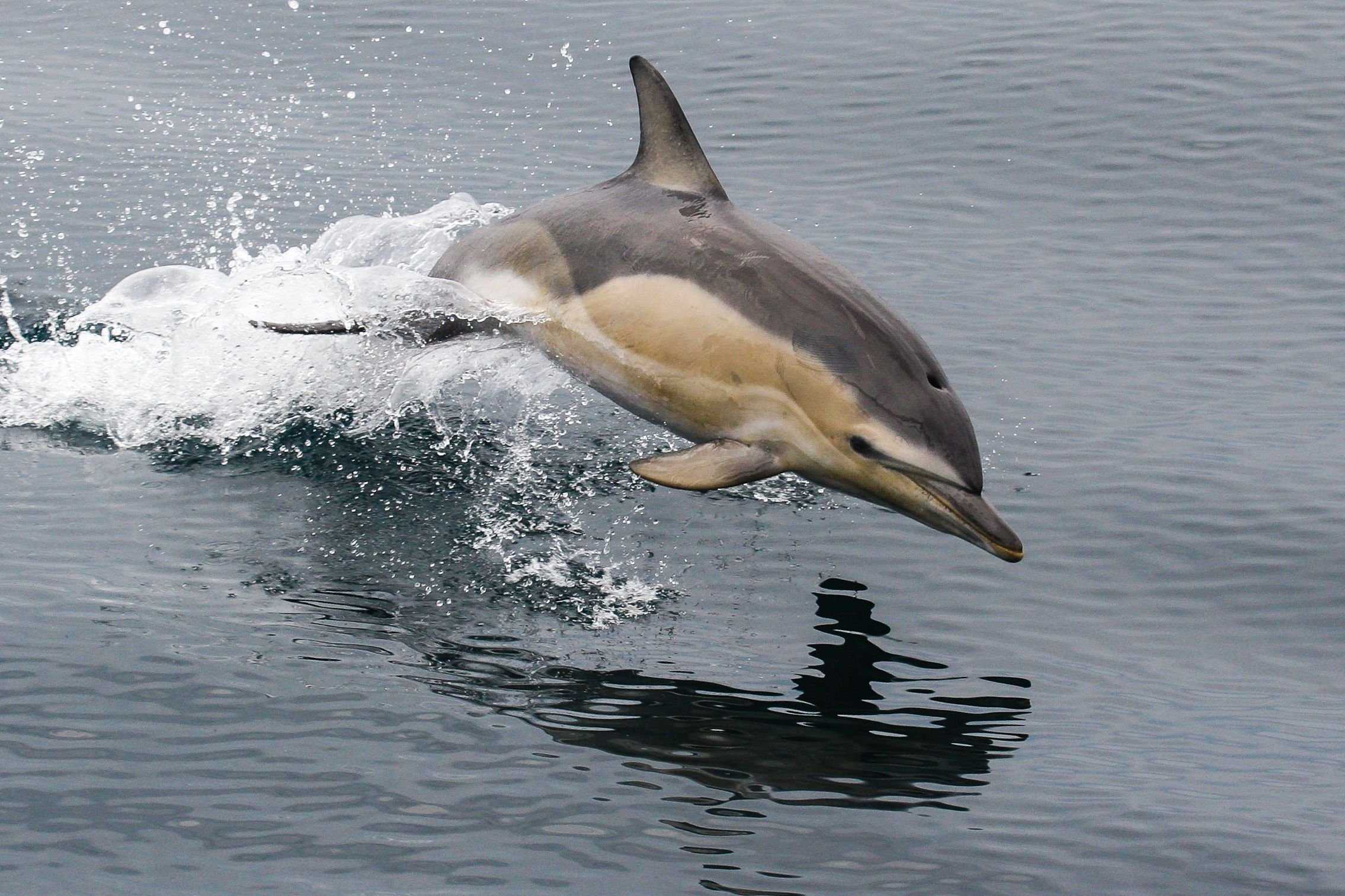 Обыкновенный дельфин | virtual laboratory wiki | fandom