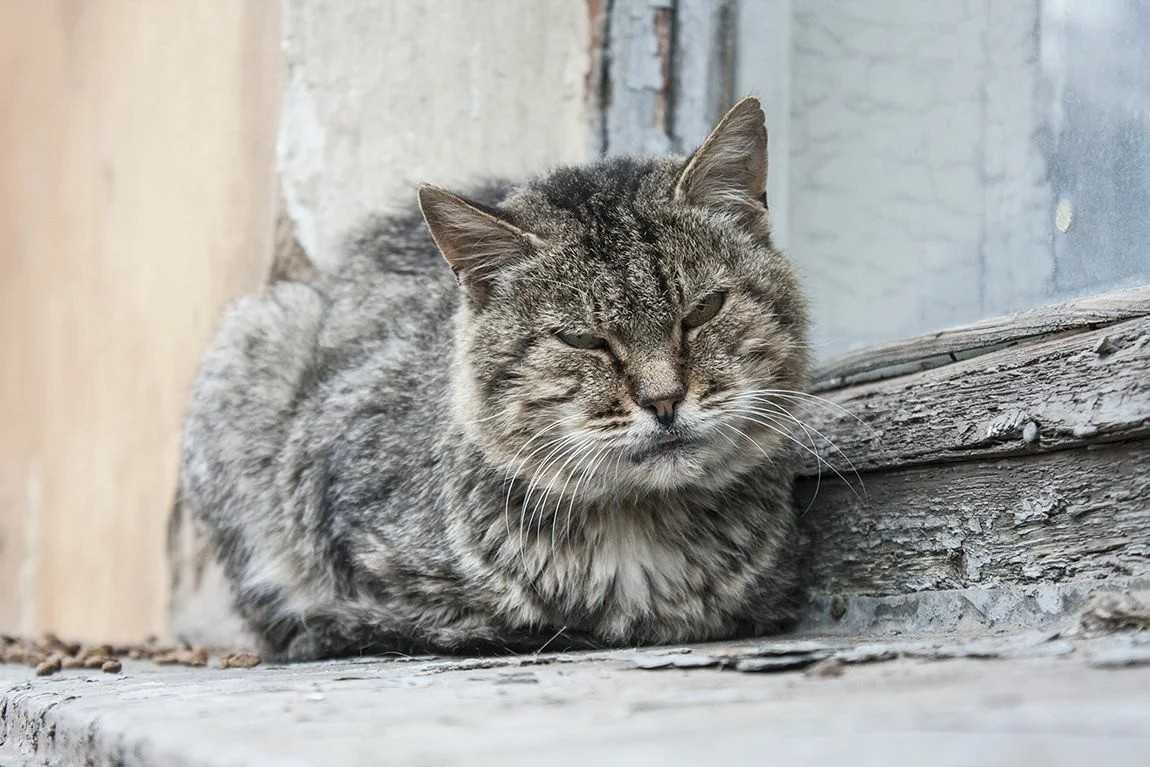 Старая кошечка. Старый кот. Старая кошка серая. Дворовый кот. Старый дворовый кот.