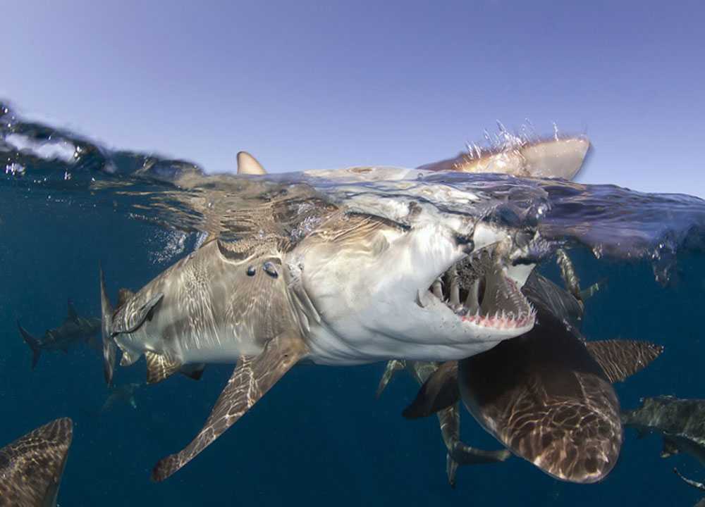 Плащеносная акула - реликтовая акула ∞ лагуна акул