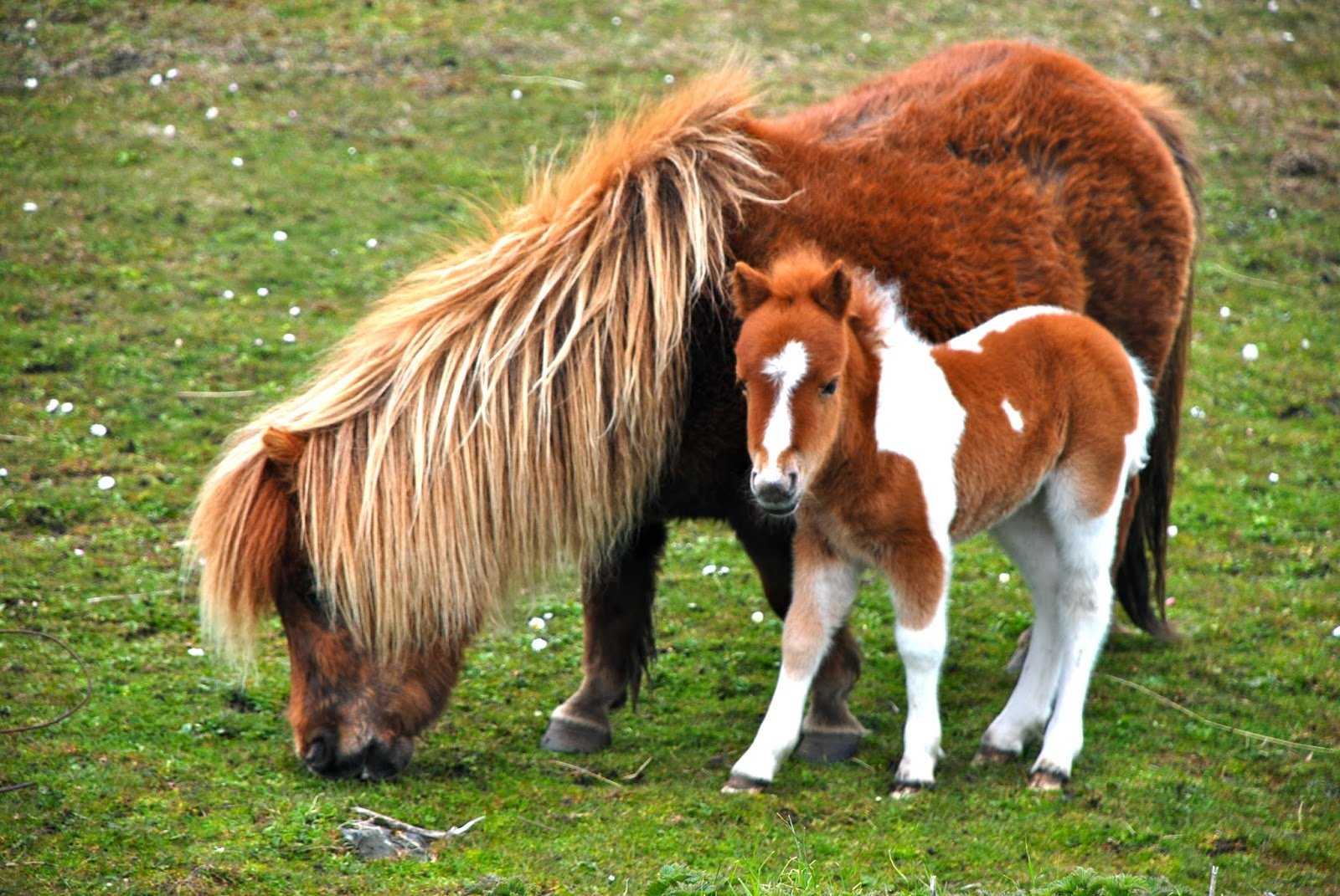 Маленькая лошадка пони. Лошадь породы шетлендский пони. Лошади породы Фалабелла. Пони шетлендской породы. Фалабелла пегая.