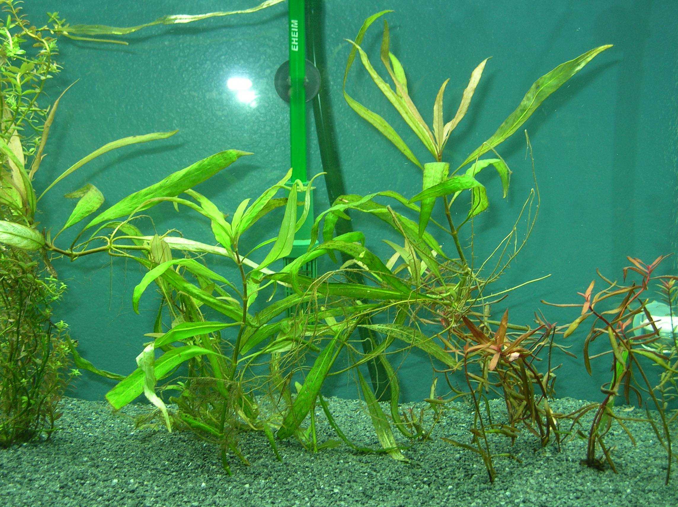 Гигрофила пиннатифида в аквариуме: основные правила содержания