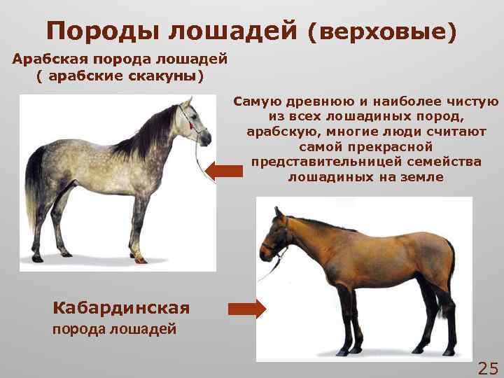 Тракененская лошадь: описание и разведение породы, характер, рост, масти