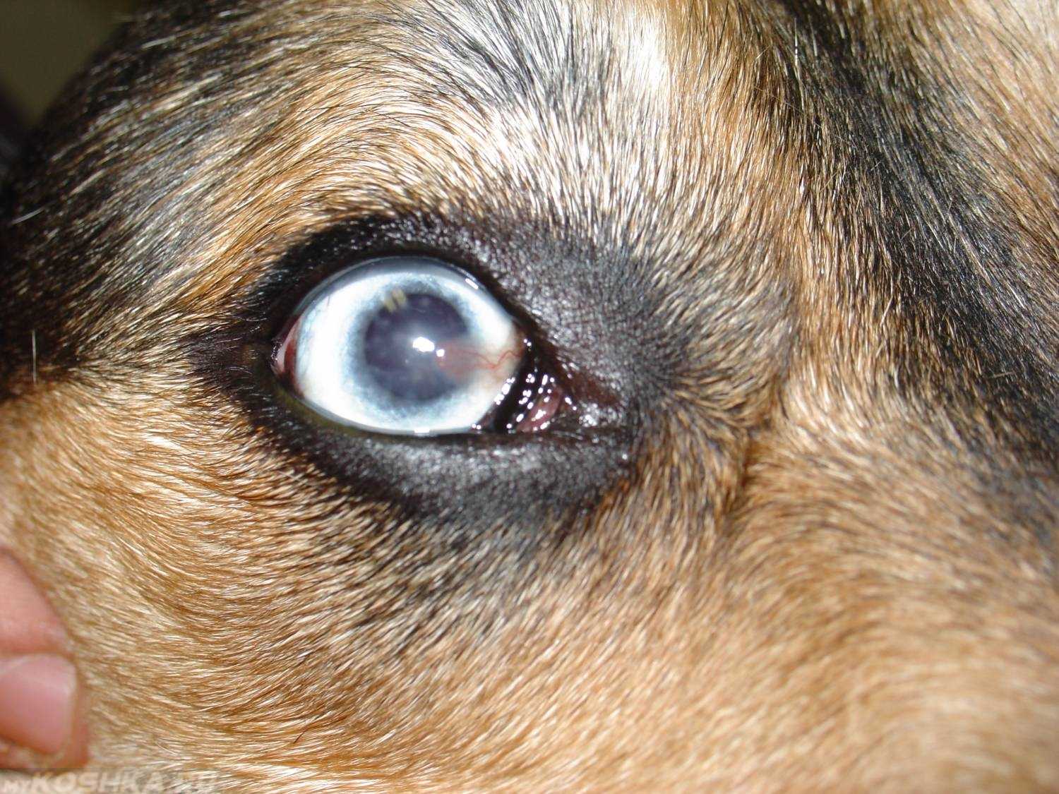 У собаки загноились глаза — какие меры принять