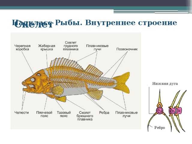 Строение рыб: описание,внешний вид,нервная система,кровеносная система