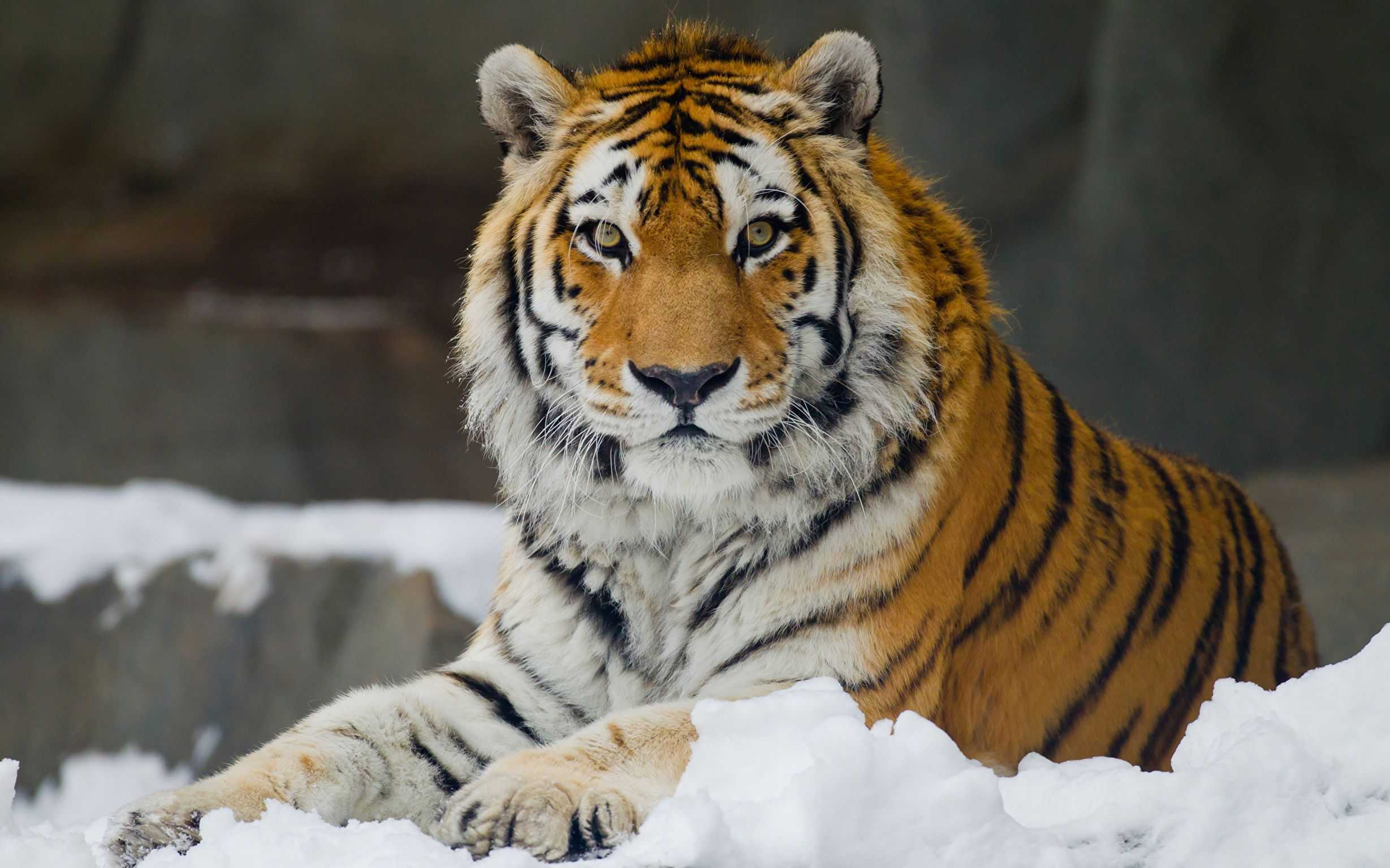 Амурский тигр: фото, описание, ареал, рацион, враги, популяция