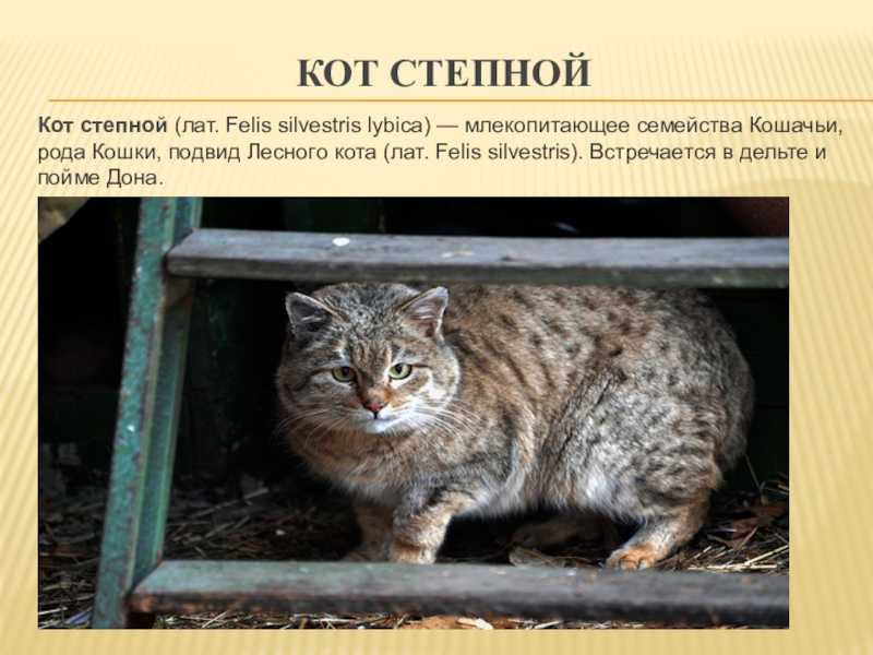Домашняя кошка (felis silvestris catus), внешний вид окрас кошки размер продолжительность жизни, голос кошки враги пища добыча поведение социальная структура, размножение созревание беременность котят