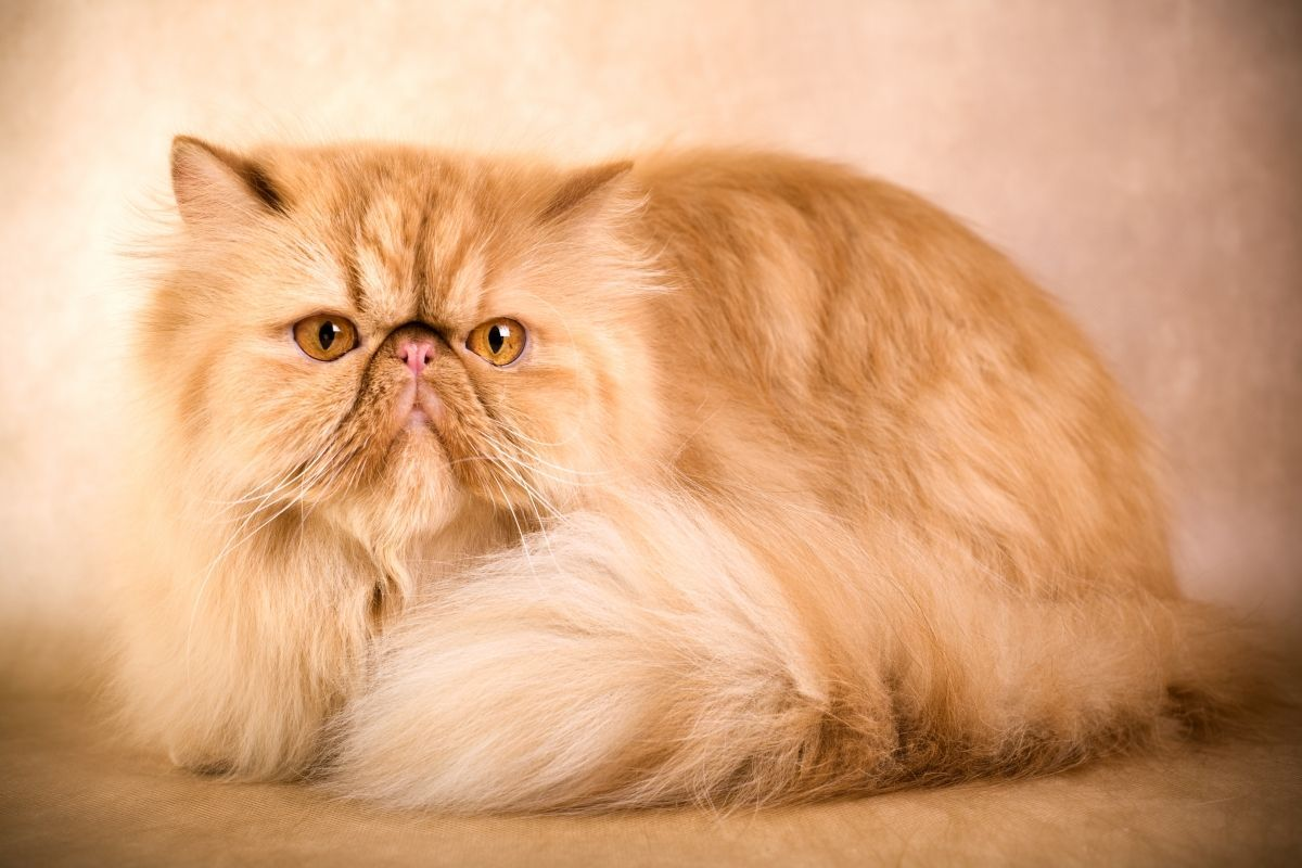 Что такое перс. Экзот длинношерстный. Персидская кошка. Длинношёрстная Персидская кошка рыжий. Персидская шиншилла экзот.