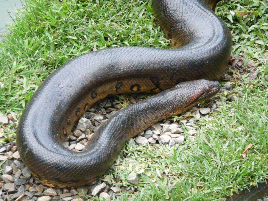 Самые маленькие змеи в мире: топ-10 фото с названиями рекордсменок планеты