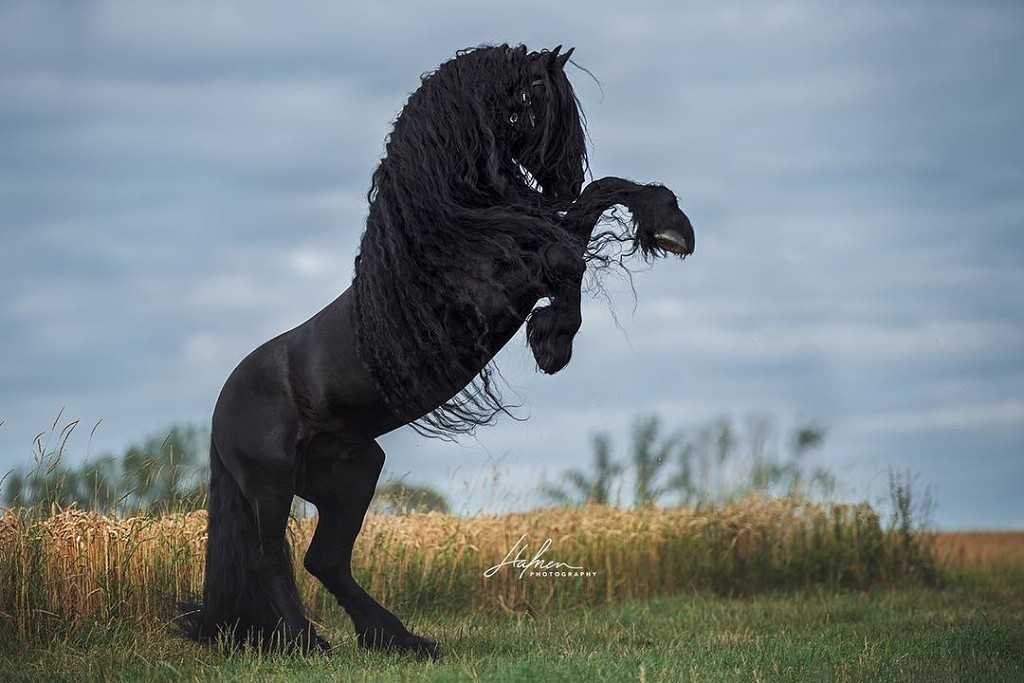 ᐉ рассмотрите фотографию лошади породы орловская рысистая - zooshop-76.ru