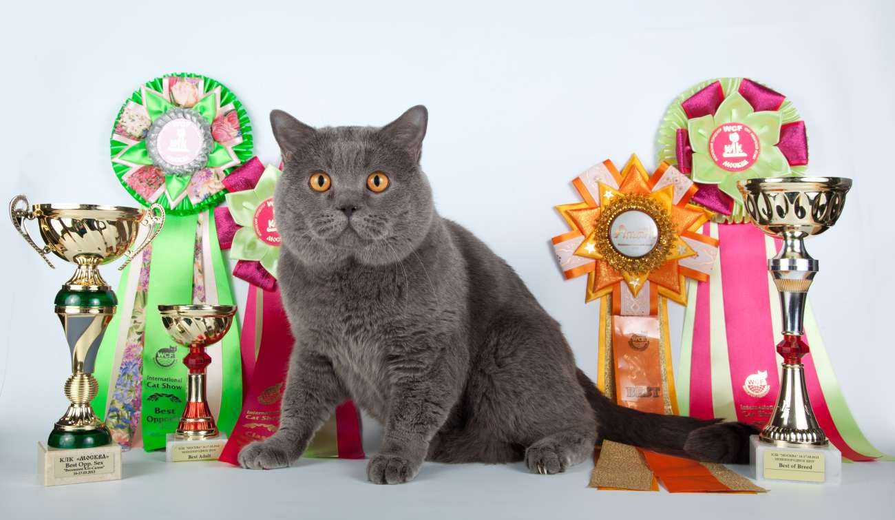 Подготовка кошек к выставке – всё, что нужно знать владельцу