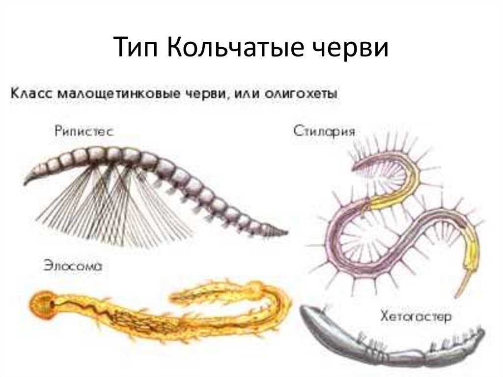 Круглые черви - общая характеристика, строение, значение в природе