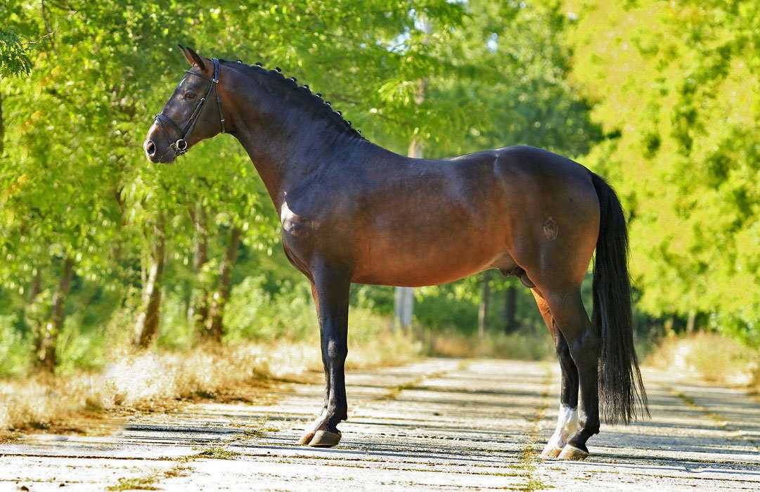 Терская порода лошадей: описание, характеристика, оценка экстерьера