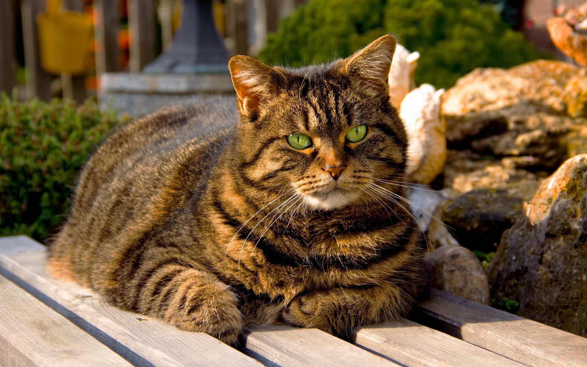 Почему нельзя смотреть кошке в глаза: красивая легенда и научное объяснение