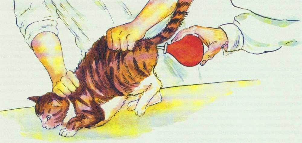 Как сделать клизму коту в домашних условиях: описание и противопоказания
