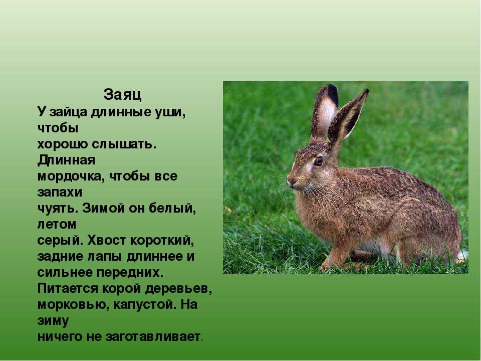 Животные россии: фото и описание животных для детей