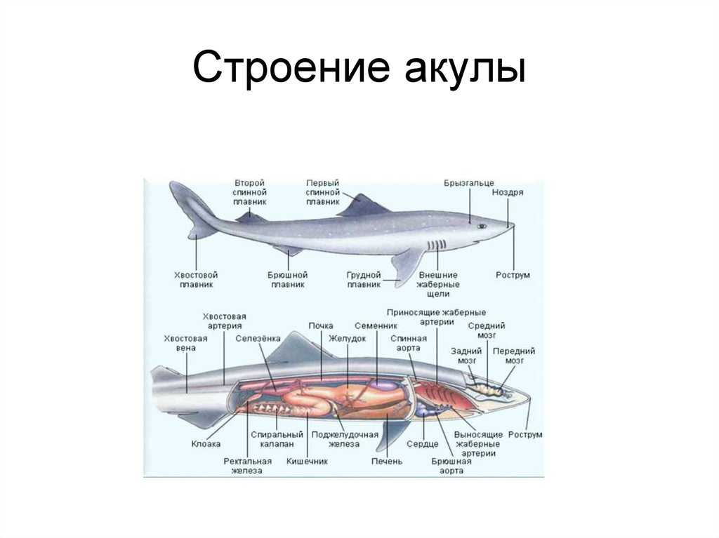 Схема строение акулы