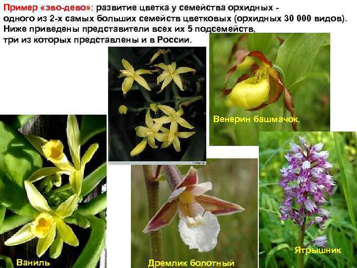 Виды орхидей, их названия и фото, описание и содержание в домашних условиях