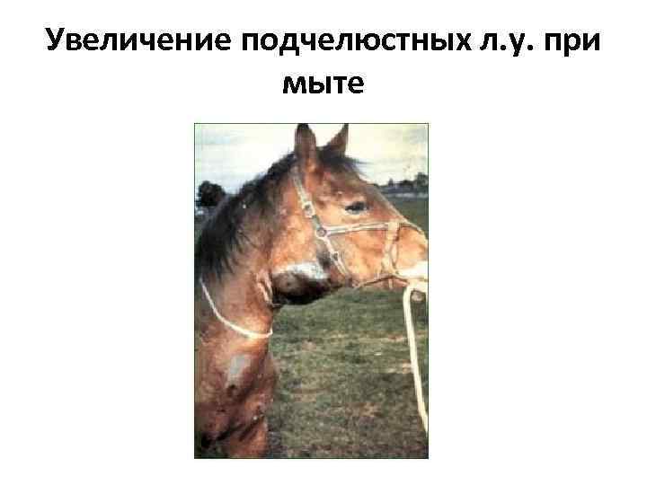 Распространённые заболевания лошадей и жеребят, их симптомы и способы лечение