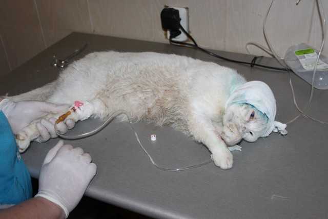 Как усыпляют кошек в ветклиниках — подробно о процедуре