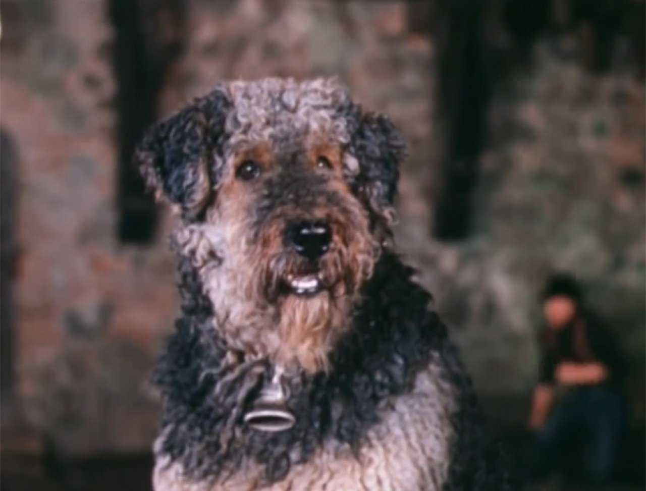 Какой породы был пёс Рэсси из фильма Приключения Электроника Интересные факты об этой породе
