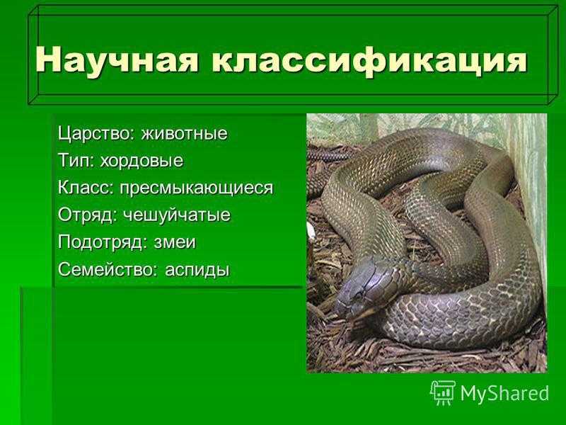Змеи какой отряд. Змеи класс животных. Классификация змей. Змеи биология. Отряд чешуйчатые змеи.