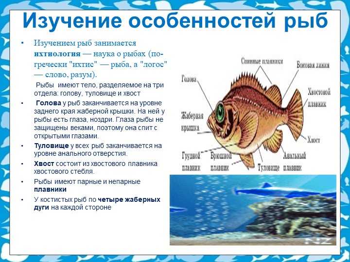 Костные рыбы. общая характеристика, фото, описание, строение и дыхание