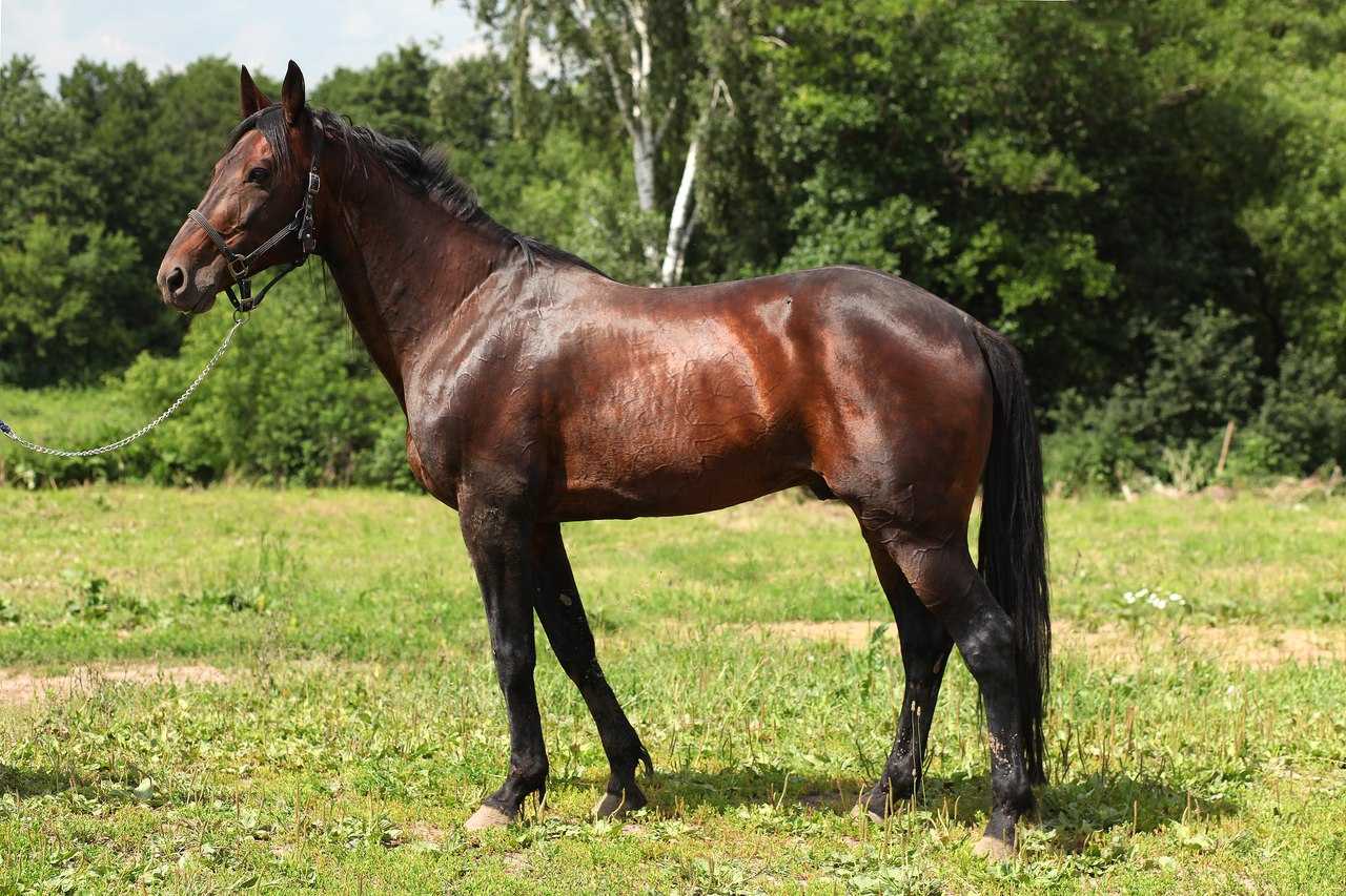 Английская чистокровная верховая лошадь: фото скаковой породы, разведение